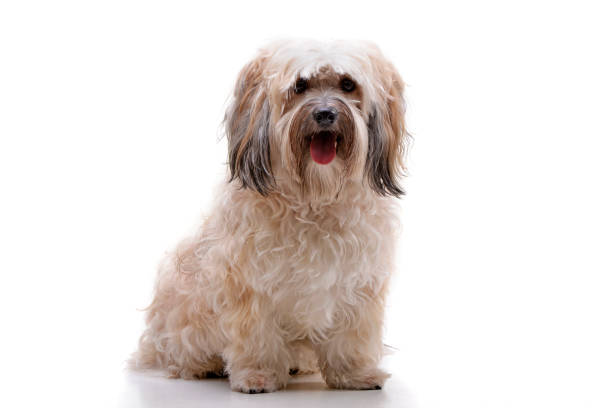 Studio shot of an adorable Shi-Tzu sitting on white background.