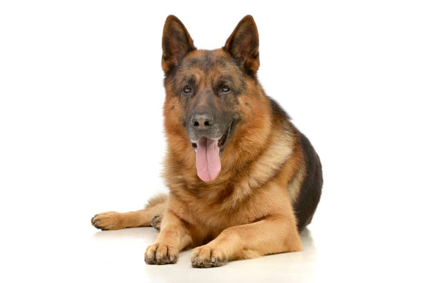 istock Studio shot of an adorable German shepherd 1188933171