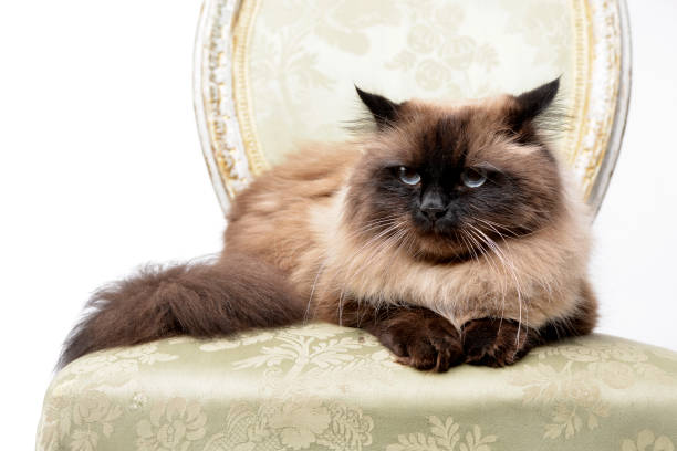 A young man sitting on a couch joyfully cradles a fluffy Siamese cat in a cozy, warmly lit living room setting
