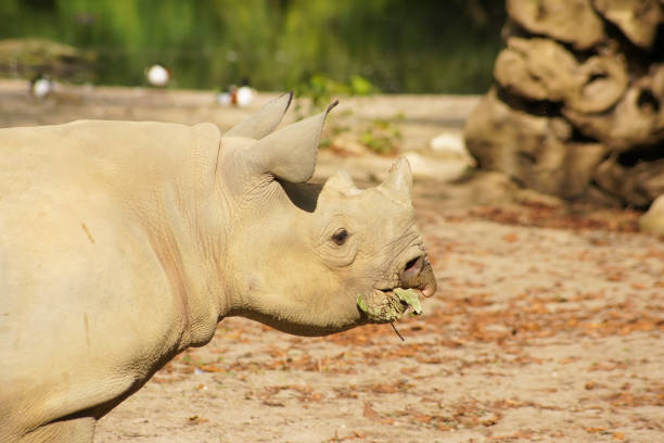 istock Close-up of a rhino head 1188933308