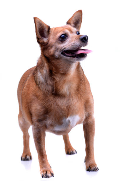 istock Studio shot of an adorable mixed breed dog 1188933335