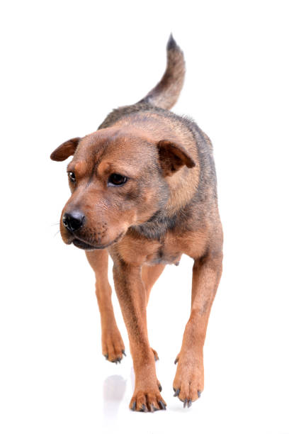 istock Studio shot of an adorable mixed breed dog 1188933347