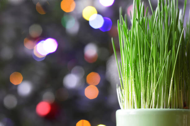 Christmas green wheat in pot