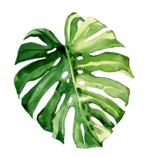 ilustrações, clipart, desenhos animados e ícones de ilustração botânica da folha tropical desenhada à mão da água da aquarela isolada no fundo branco - tropical climate white background palm tree leaf