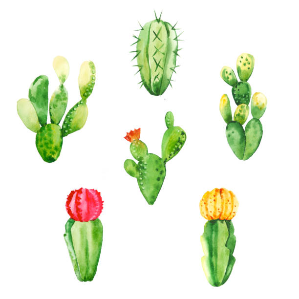 istock Watercolor hand drawn exotic botany cactuses with flowers illustration set isolated on white background 1188935594