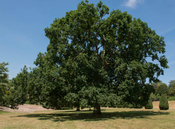 istock Common Oak, English Oak, or Pedunculate Oak Tree (Quercus robur) in a Park 1188936004