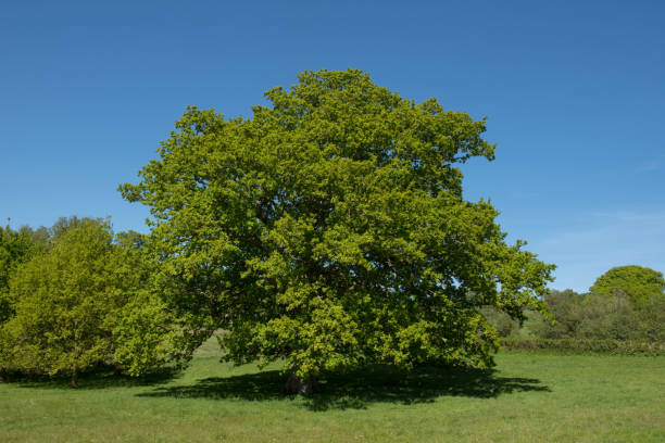 roble común, roble inglés o roble pedunculado (quercus robur) en un parque - english oak fotografías e imágenes de stock