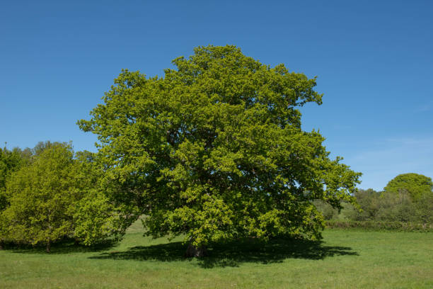 carvalho comum, carvalho inglês, ou árvore de carvalho de pedunculate (robur de quercus) em um parque - english oak - fotografias e filmes do acervo