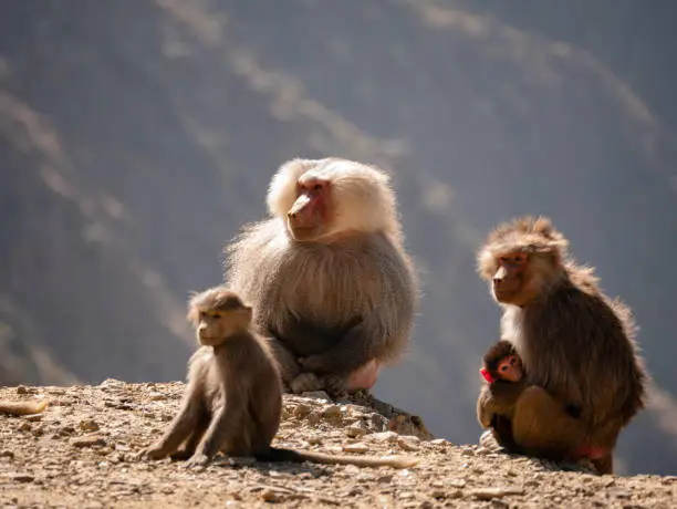 The hamadryas baboon is a species of baboon from the Old World monkey family. It is the northernmost of all the baboons, being native to the Horn of Africa and the southwestern tip of the Arabian Peninsula.