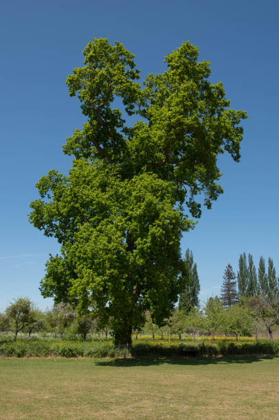 istock Common Oak, English Oak, or Pedunculate Oak Tree (Quercus robur) in a Park 1188936057
