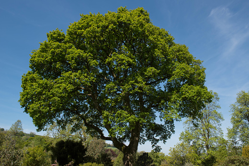 Deciduous Oak Tree Naive to United Kingdom