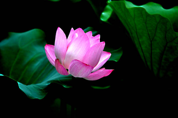 istock Beautiful flower color on a dark background 1188937515