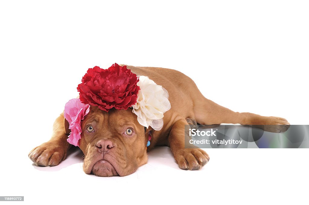 Cucciolo con tre fiocchi - Foto stock royalty-free di Adolescente