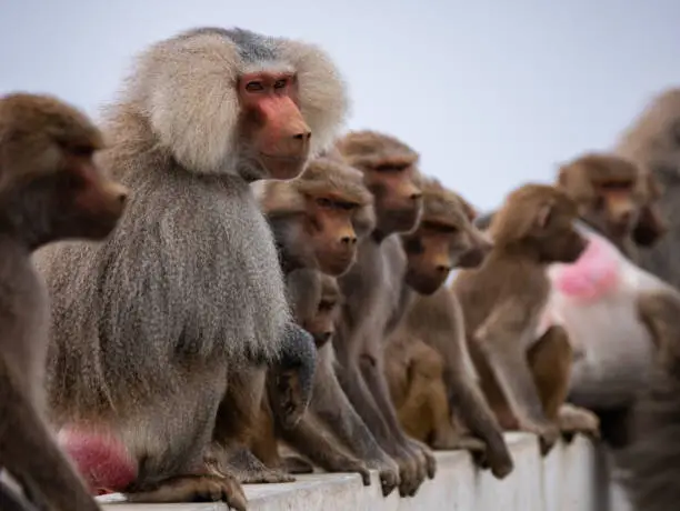 The hamadryas baboon is a species of baboon from the Old World monkey family. It is the northernmost of all the baboons, being native to the Horn of Africa and the southwestern tip of the Arabian Peninsula.