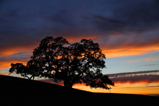 istock Big tree on a dark background in the evening 1188938157