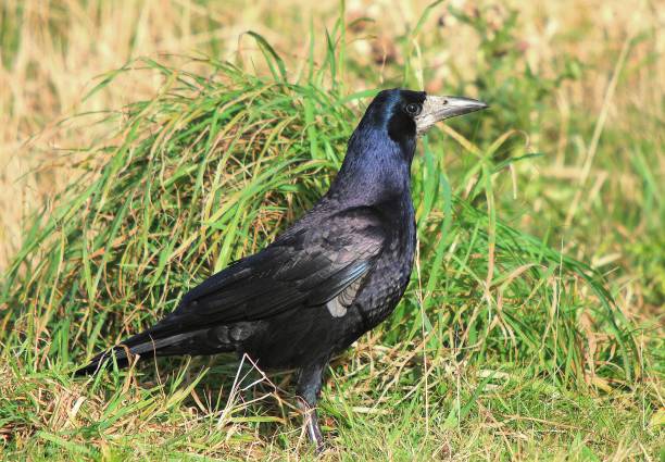 istock Black crow standing on the ground 1188938218