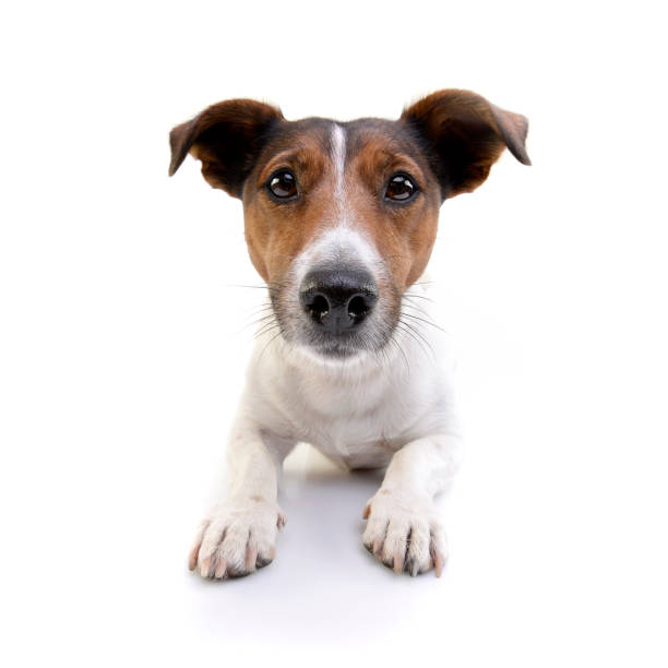 istock Studio shot of an adorable Jack Russell Terrier 1188938265