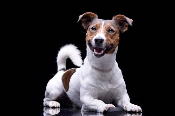 istock Studio shot of an adorable Jack Russell Terrier 1188938280