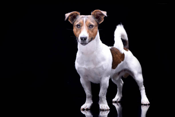 istock Studio shot of an adorable Jack Russell Terrier 1188938283