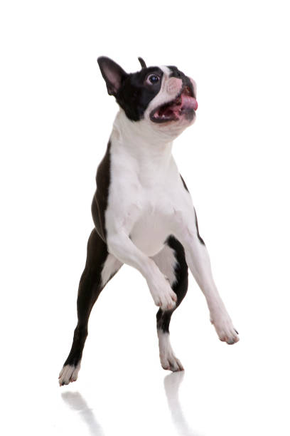 istock An adorable Boston Terrier standing on hind legs 1188938952