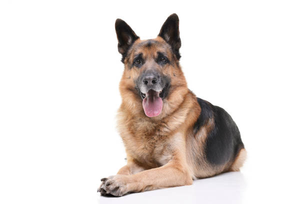 istock Studio shot of an adorable german shepherd dog 1188938966