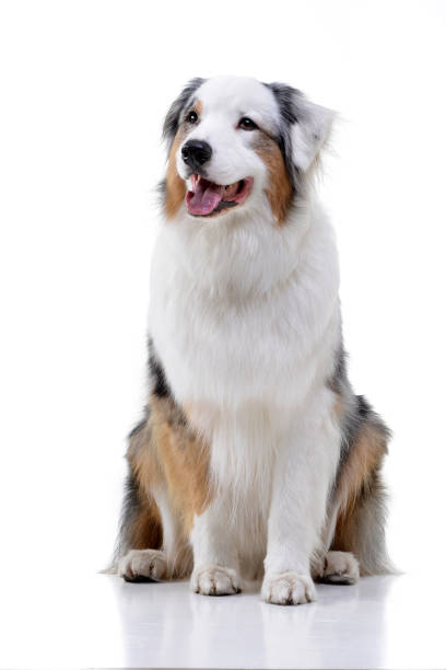 istock Studio shot of an adorable Australian shepherd 1188938969