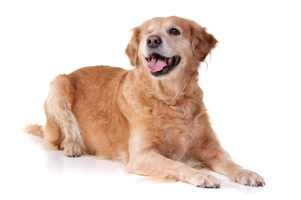 istock Studio shot of an adorable mixed breed dog 1188938988