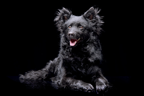 Studio shot of an adorable Mudi dog lying on black background.