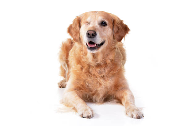 istock Studio shot of an adorable mixed breed dog 1188939044