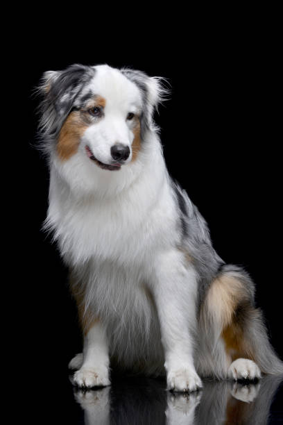 istock Studio shot of an adorable Australian shepherd 1188939071