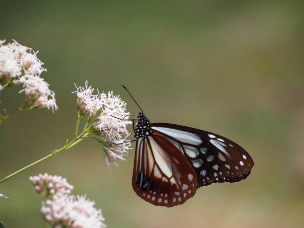istock Butterfly sitting on a flower 1188939194