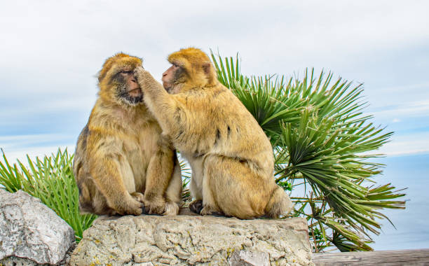 badanie z bliska barbary ape uwodzenie - animal ape monkey bonding zdjęcia i obrazy z banku zdjęć