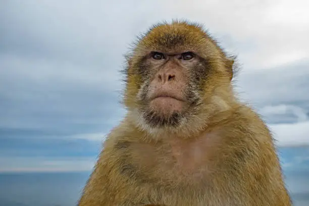 Photo of Male Barbary Ape close up
