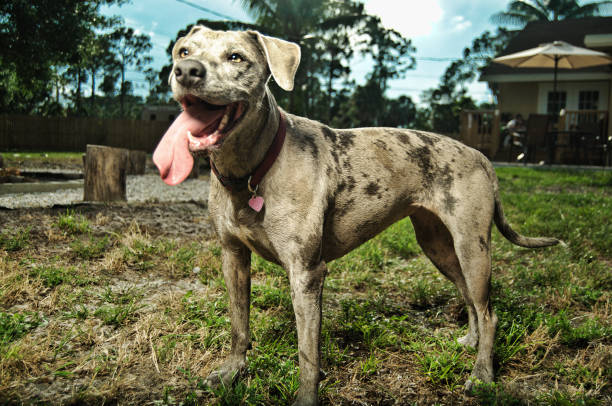 istock Dog with a collar and a big tongue 1188940280