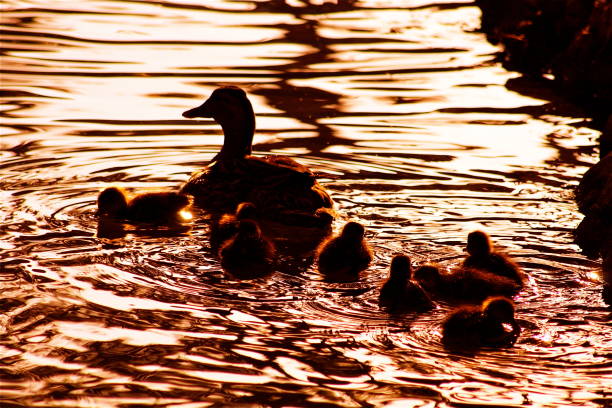 Duck with ducklings swim in the evening pond