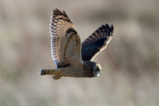 istock Easy flight of a beautiful wise owl 1188940379