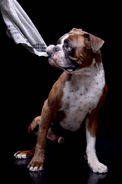 an adorable boxer playing with towel - yanqing county imagens e fotografias de stock