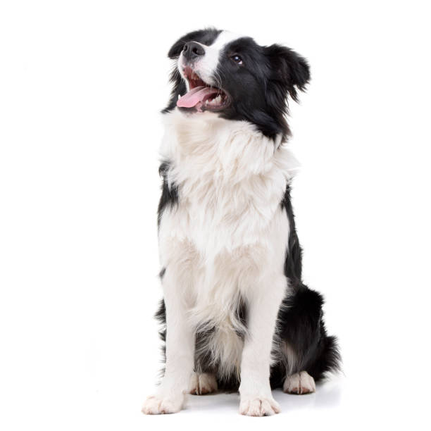 Studio shot of an adorable Border Collie Studio shot of an adorable Border Collie sitting on white background. border collie stock pictures, royalty-free photos & images