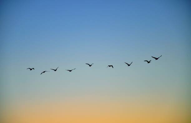 istock Flock of several birds flying south 1188941305