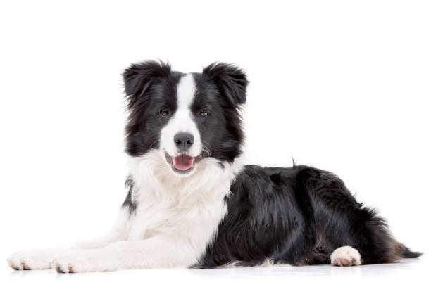 istock Studio shot of an adorable Border Collie 1188941443