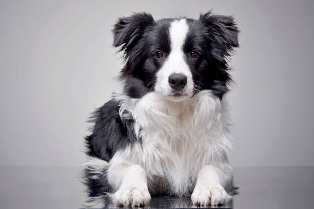 istock Studio shot of an adorable Border Collie 1188942016