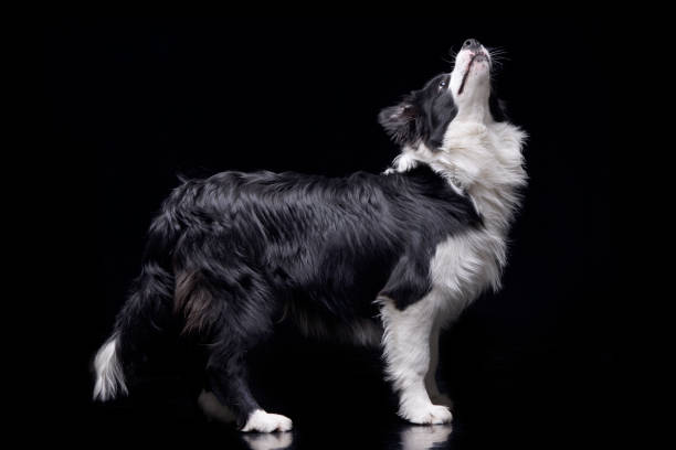 istock Studio shot of an adorable Border Collie 1188942033