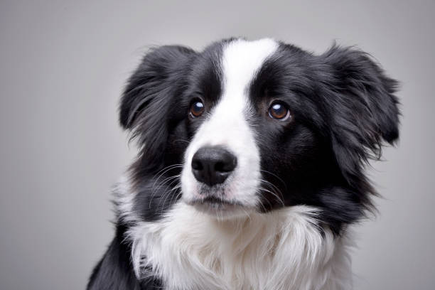 istock Studio shot of an adorable Border Collie 1188942074