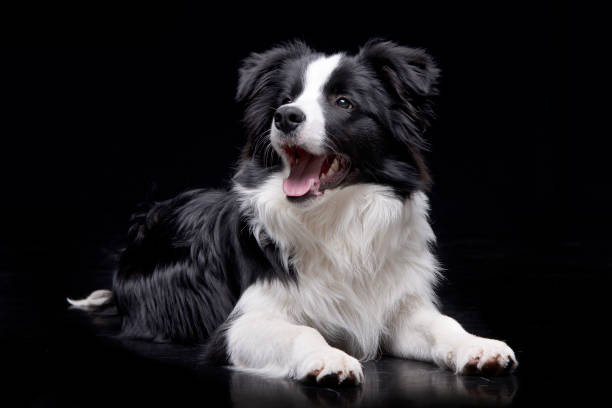 istock Studio shot of an adorable Border Collie 1188942262
