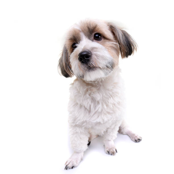 istock Studio shot of an adorable Havanese dog 1188942296