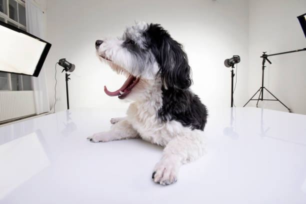 istock An adorable Havanese dog in a photo studio 1188942310