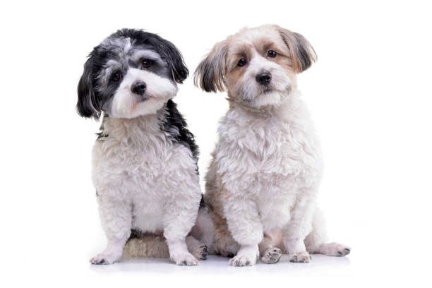istock Studio shot of two adorable Havanese dog 1188942366