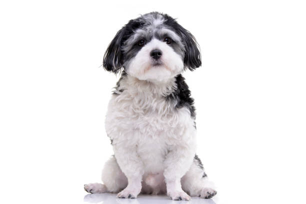 istock Studio shot of an adorable Havanese dog 1188942376