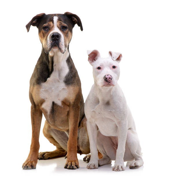 istock Studio shot of two adorable mixed breed dog 1188942426