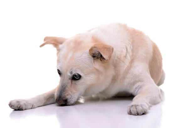 istock Studio shot of an adorable mixed breed dog 1188942427